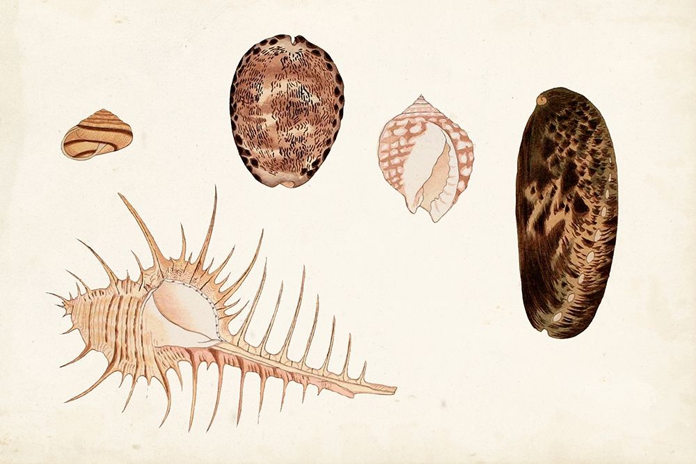 Wall Art Painting id:312872, Name: Antique Shell Anthology III, Artist: Vision Studio
