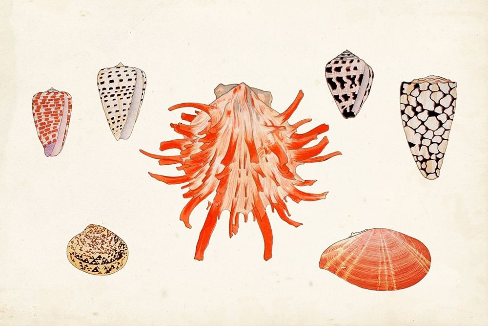 Wall Art Painting id:312873, Name: Antique Shell Anthology IV, Artist: Vision Studio