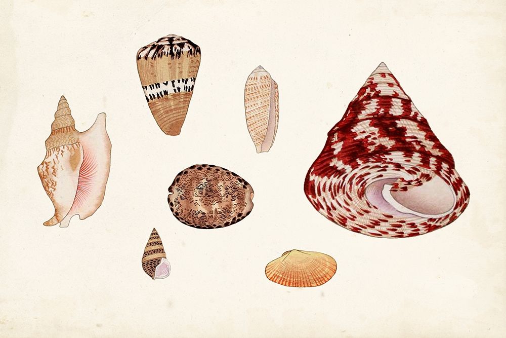 Wall Art Painting id:312874, Name: Antique Shell Anthology V, Artist: Vision Studio