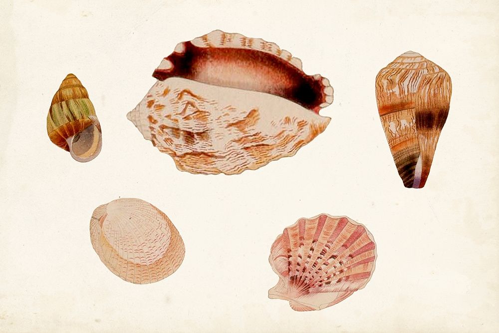 Wall Art Painting id:312875, Name: Antique Shell Anthology VI, Artist: Vision Studio