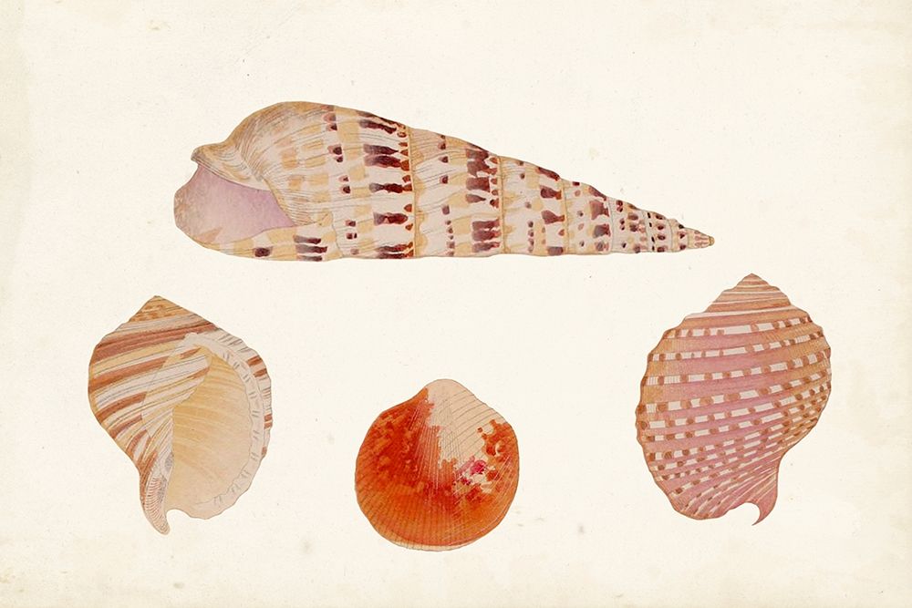 Wall Art Painting id:312876, Name: Antique Shell Anthology VII, Artist: Vision Studio