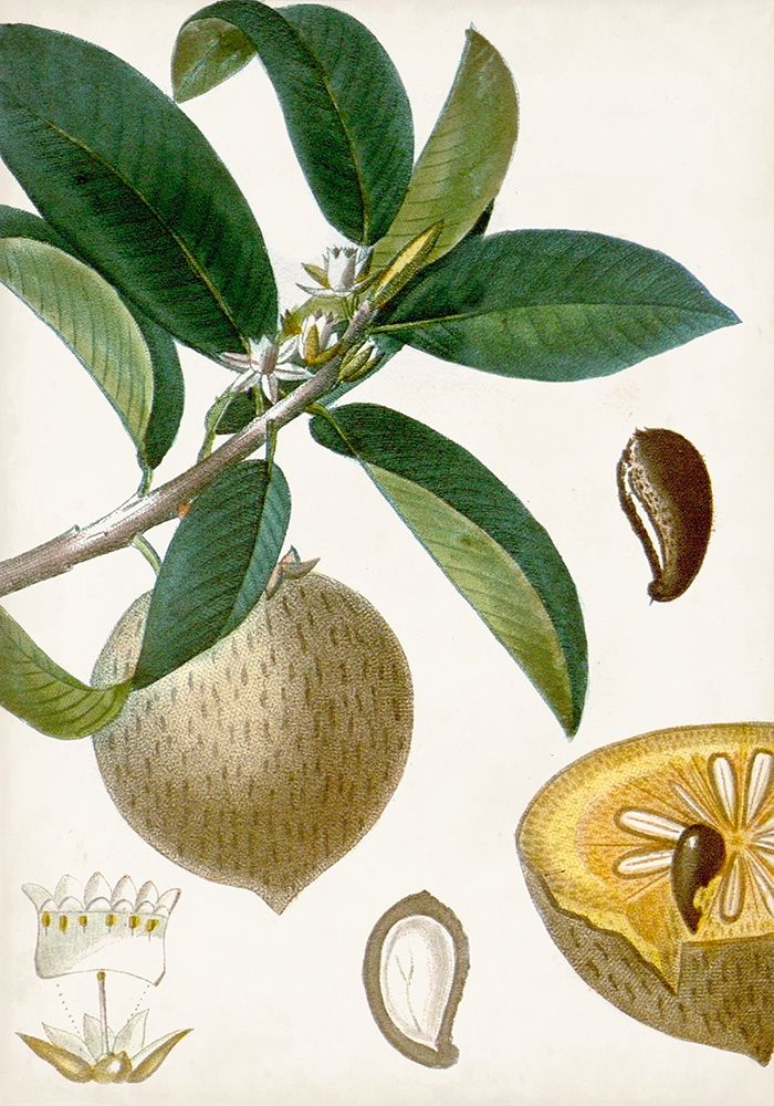 Art Print: Turpin Tropical Fruit I