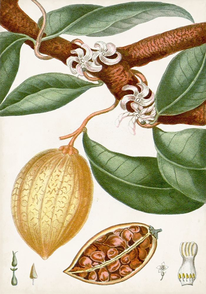 Wall Art Painting id:312985, Name: Turpin Tropical Fruit II, Artist: Turpin