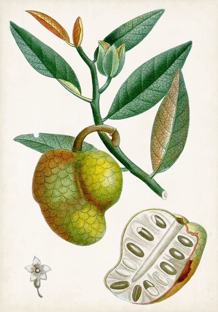 Wall art: Turpin Tropical Fruit III, by Turpin
