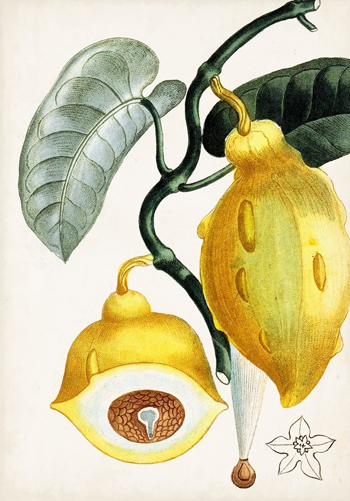 Art Print: Turpin Tropical Fruit IV