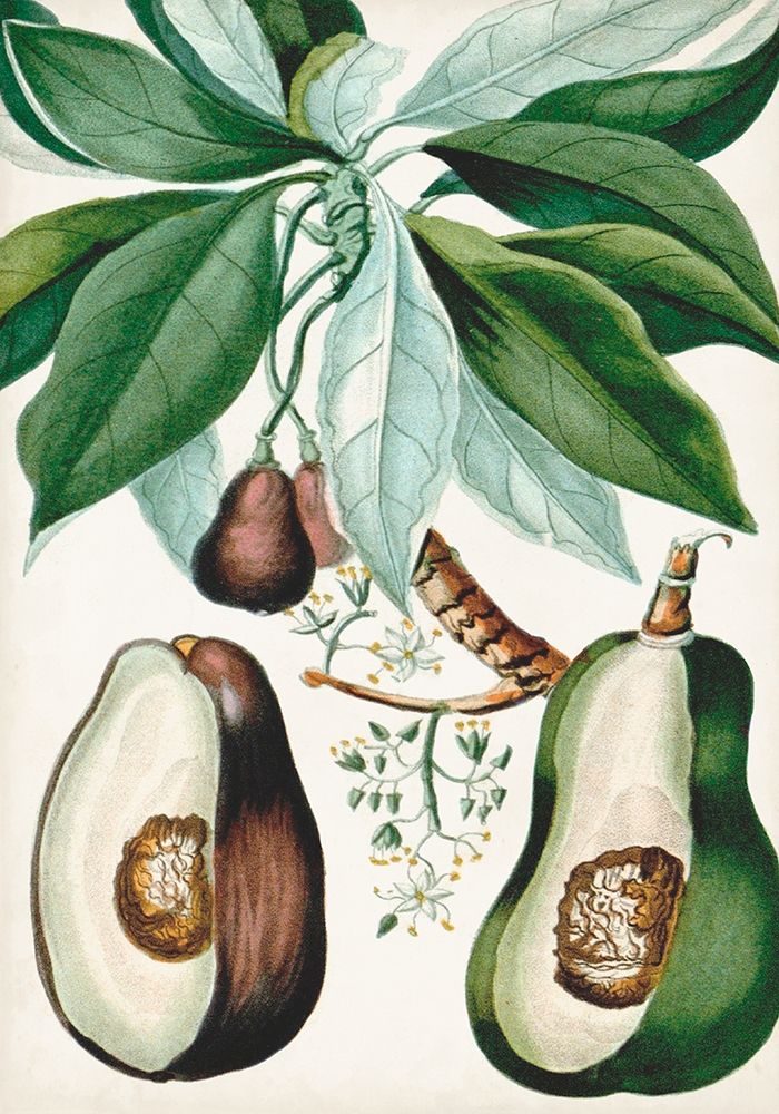 Wall Art Painting id:312988, Name: Turpin Tropical Fruit V, Artist: Turpin