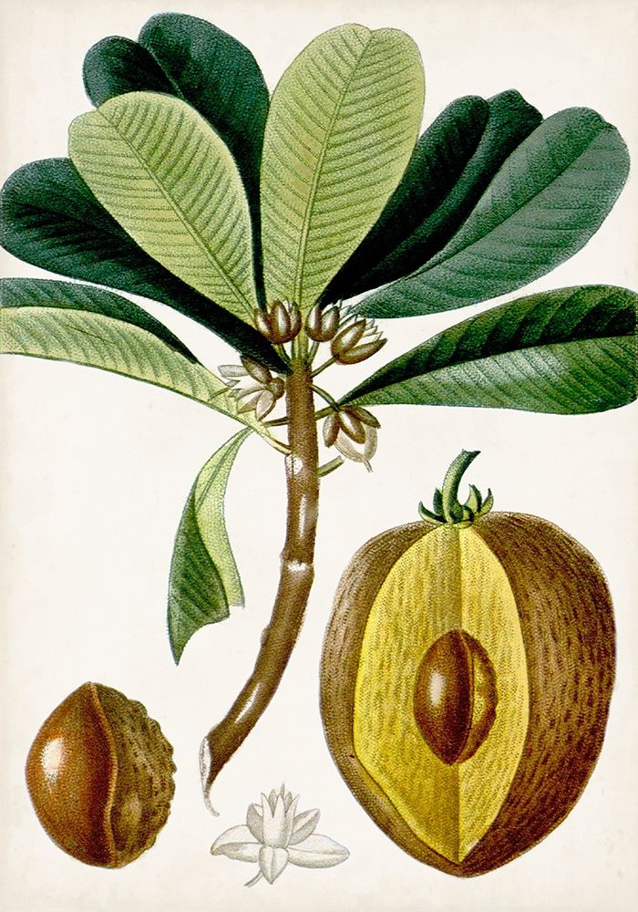 Art Print: Turpin Tropical Fruit VI
