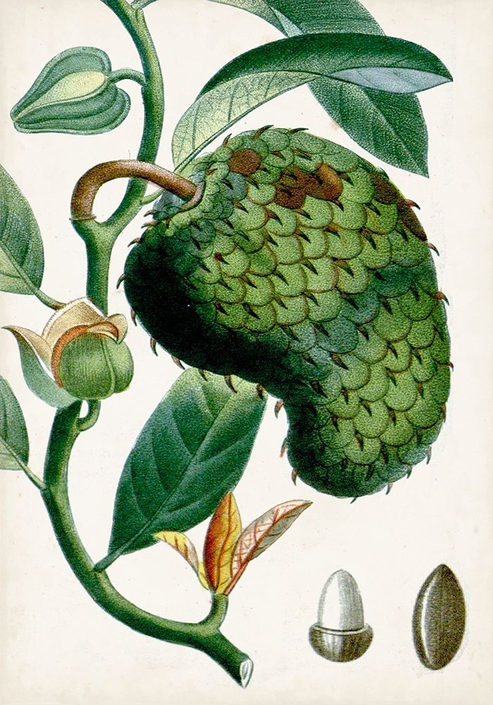 Wall Art Painting id:312990, Name: Turpin Tropical Fruit VIII, Artist: Turpin