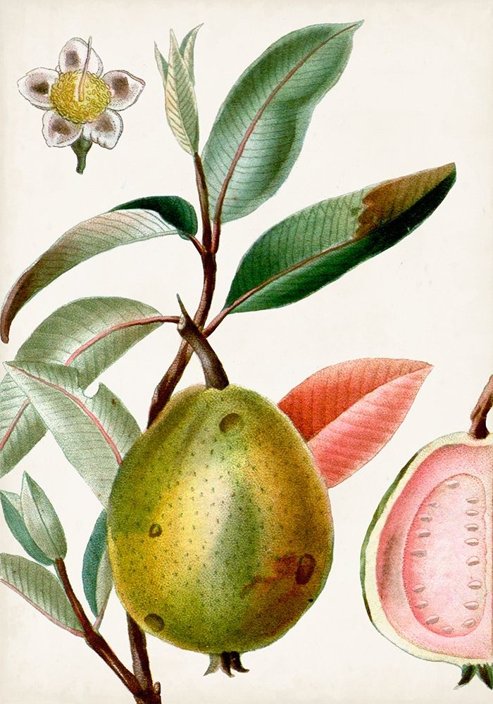 Art Print: Turpin Tropical Fruit IX