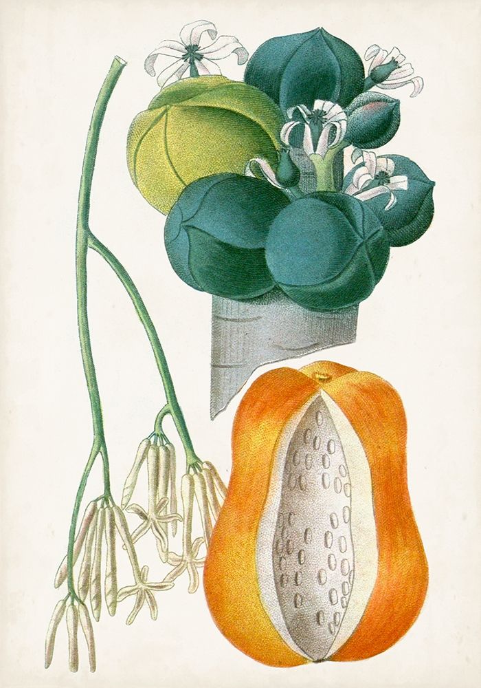 Art Print: Turpin Tropical Fruit XII