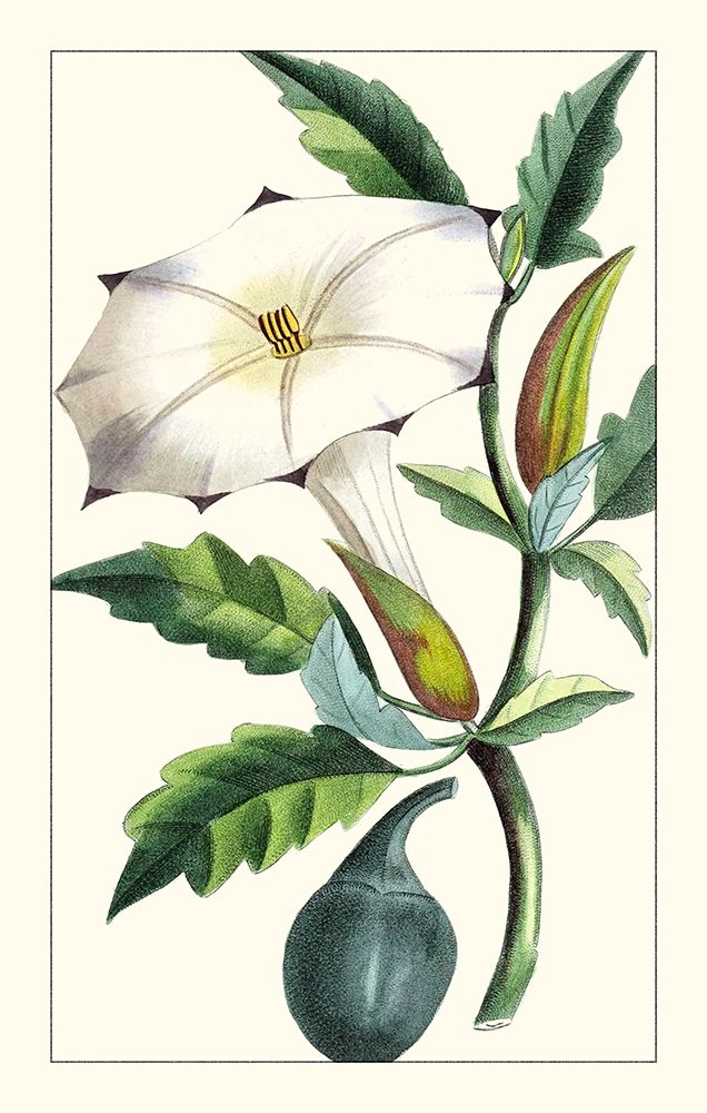 Art Print: Turpin Exotic Botanical I