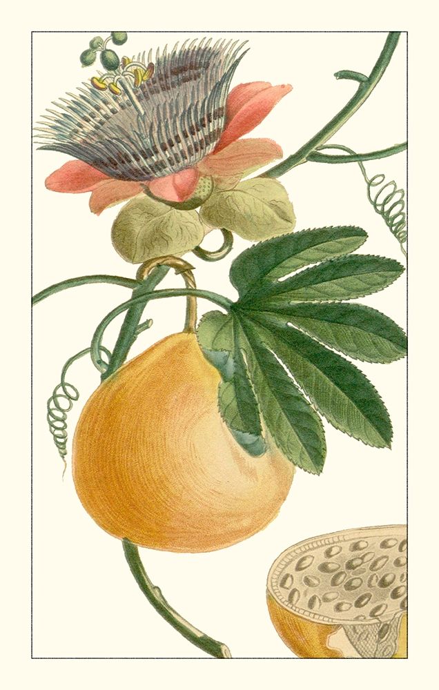 Art Print: Turpin Exotic Botanical III
