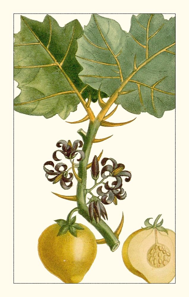 Art Print: Turpin Exotic Botanical IV