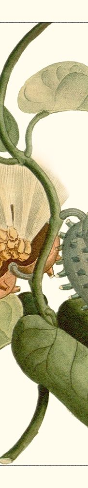 Art Print: Turpin Exotic Botanical V