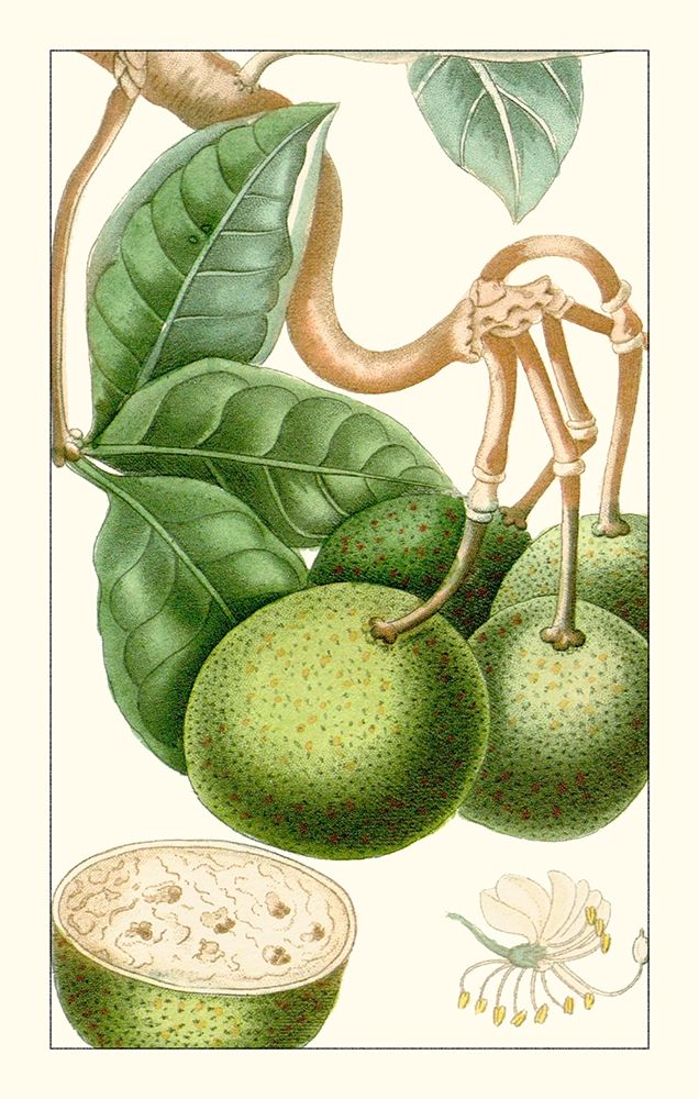 Wall art: Turpin Exotic Botanical VI, by Turpin