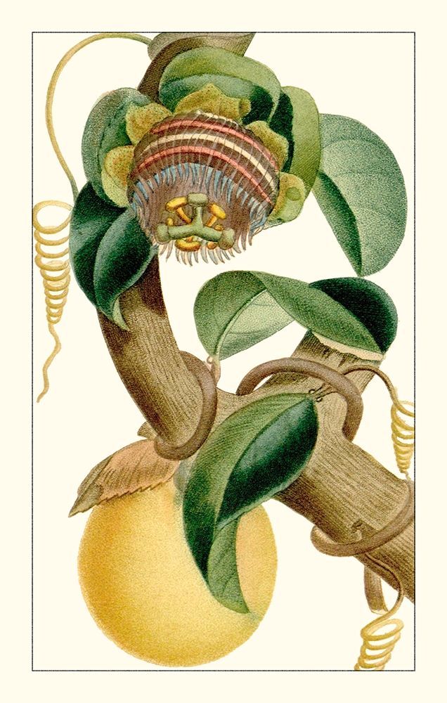 Art Print: Turpin Exotic Botanical VII