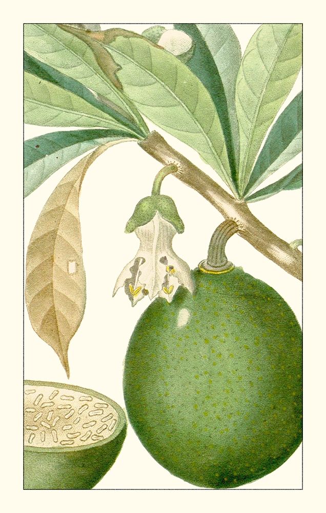 Art Print: Turpin Exotic Botanical VIII