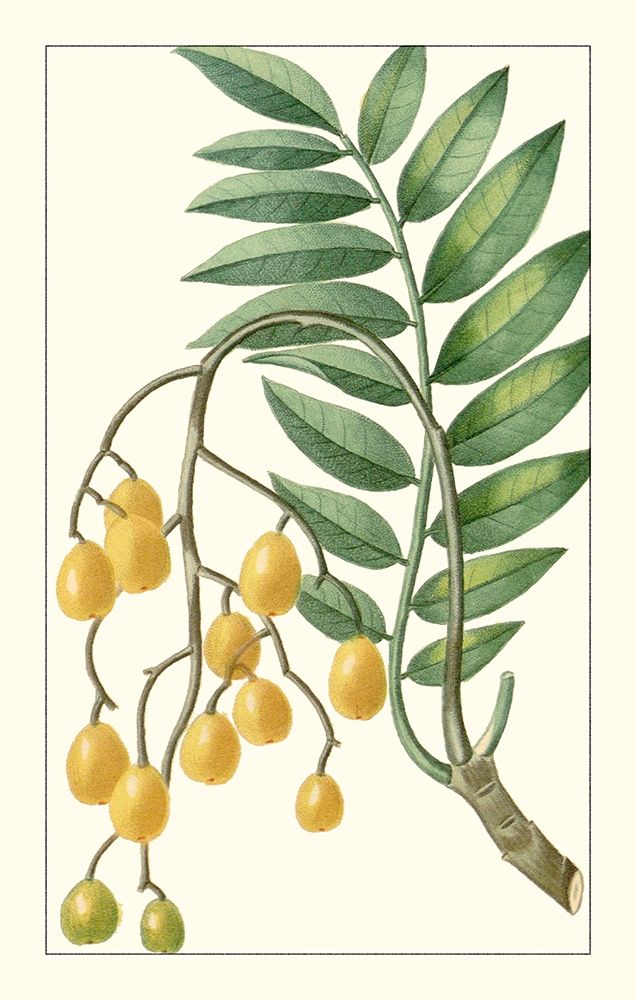 Art Print: Turpin Exotic Botanical IX