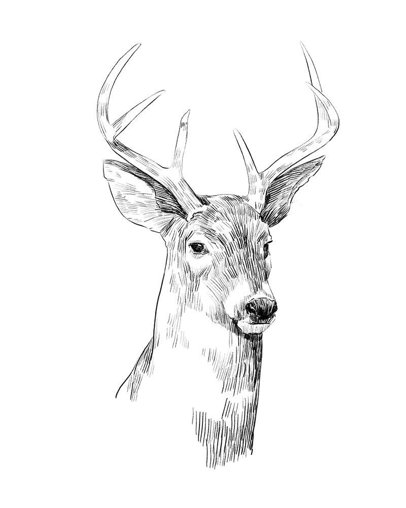 Wall Art Painting id:314057, Name: Young Buck Sketch I, Artist: Scarvey, Emma