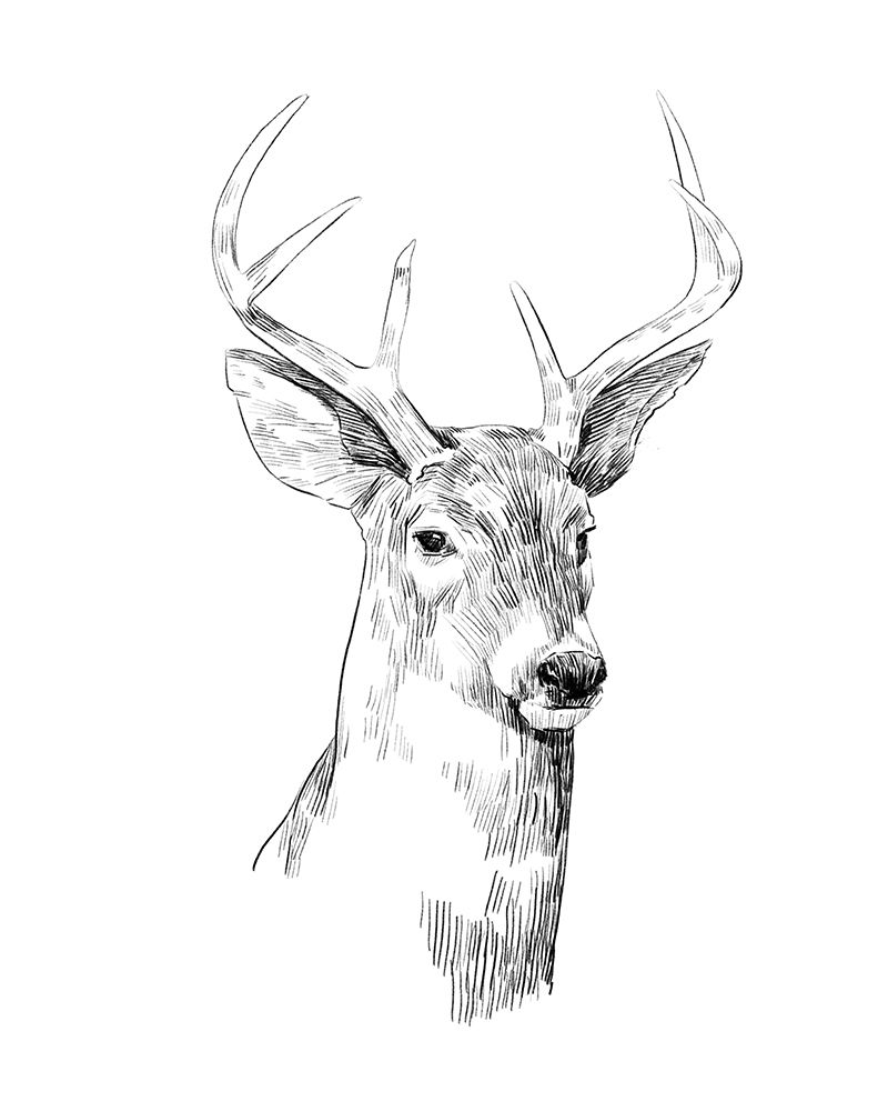 Wall art: Young Buck Sketch I, by Scarvey, Emma