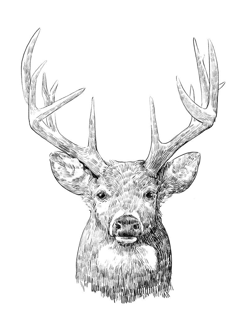 Wall Art Painting id:314058, Name: Young Buck Sketch II, Artist: Scarvey, Emma