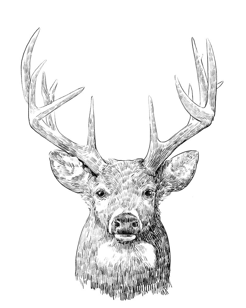 Wall art: Young Buck Sketch II, by Scarvey, Emma