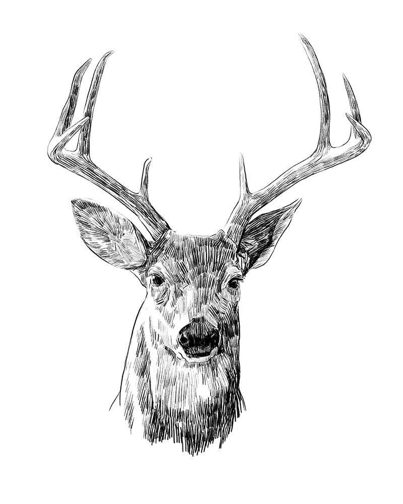Wall art: Young Buck Sketch III, by Scarvey, Emma