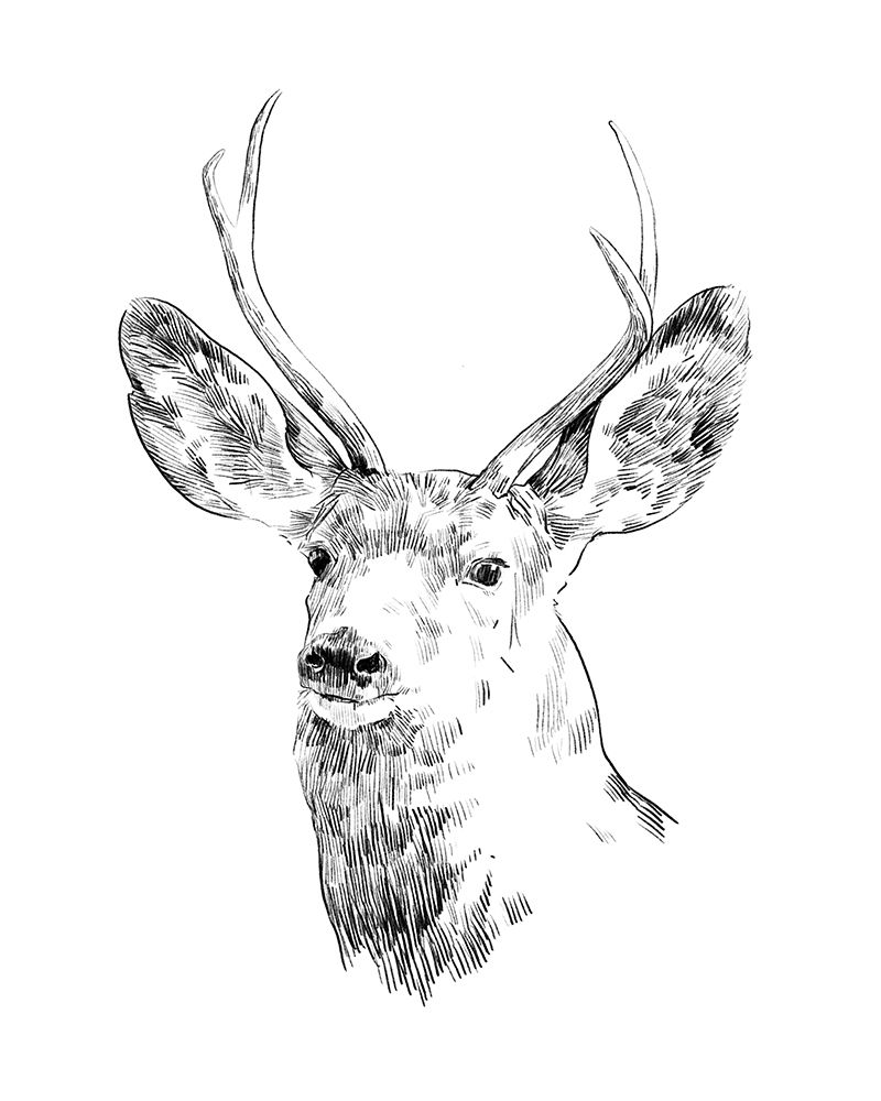 Wall art: Young Buck Sketch IV, by Scarvey, Emma