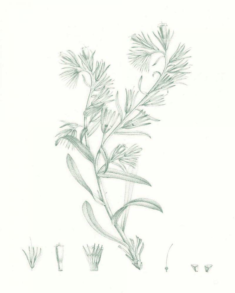 Art Print: Botanical Study in Sage II
