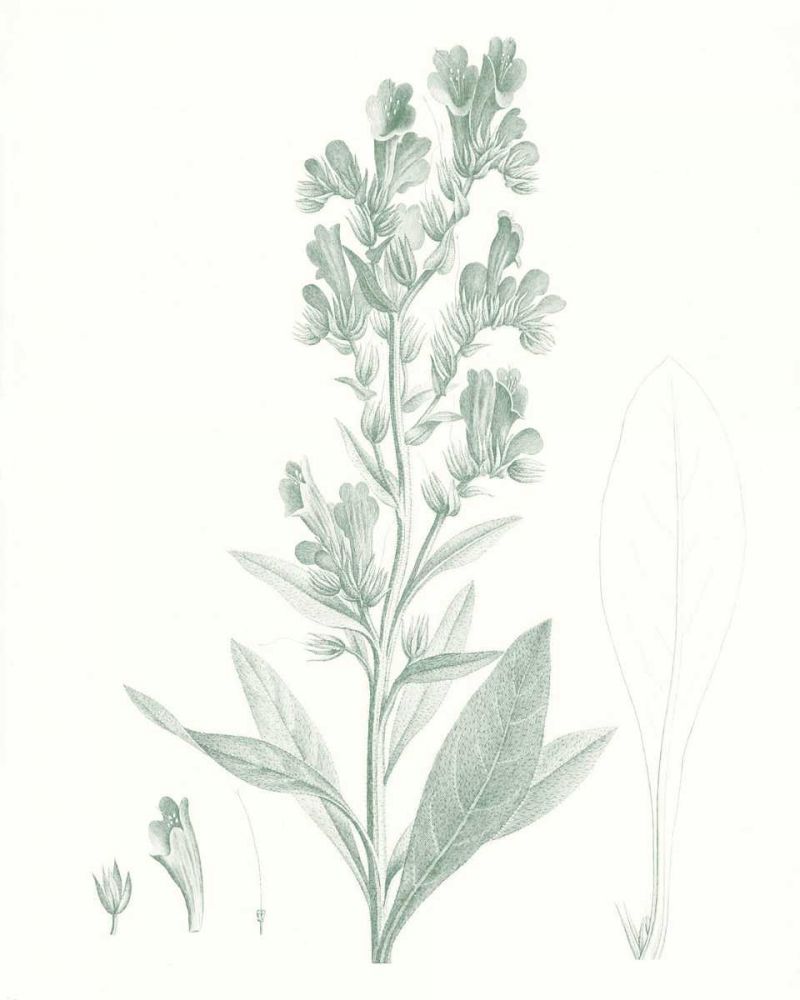 Art Print: Botanical Study in Sage III