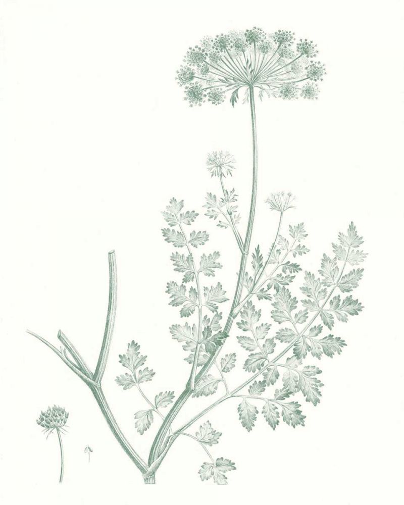 Art Print: Botanical Study in Sage V