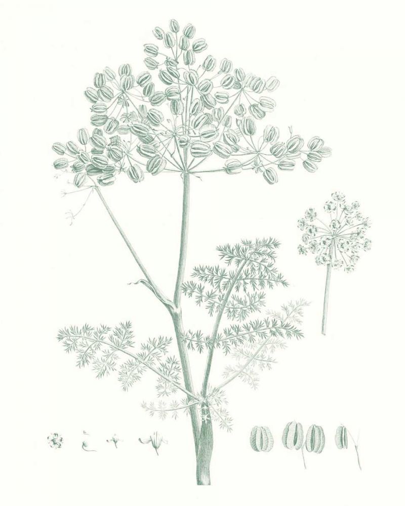 Art Print: Botanical Study in Sage VI