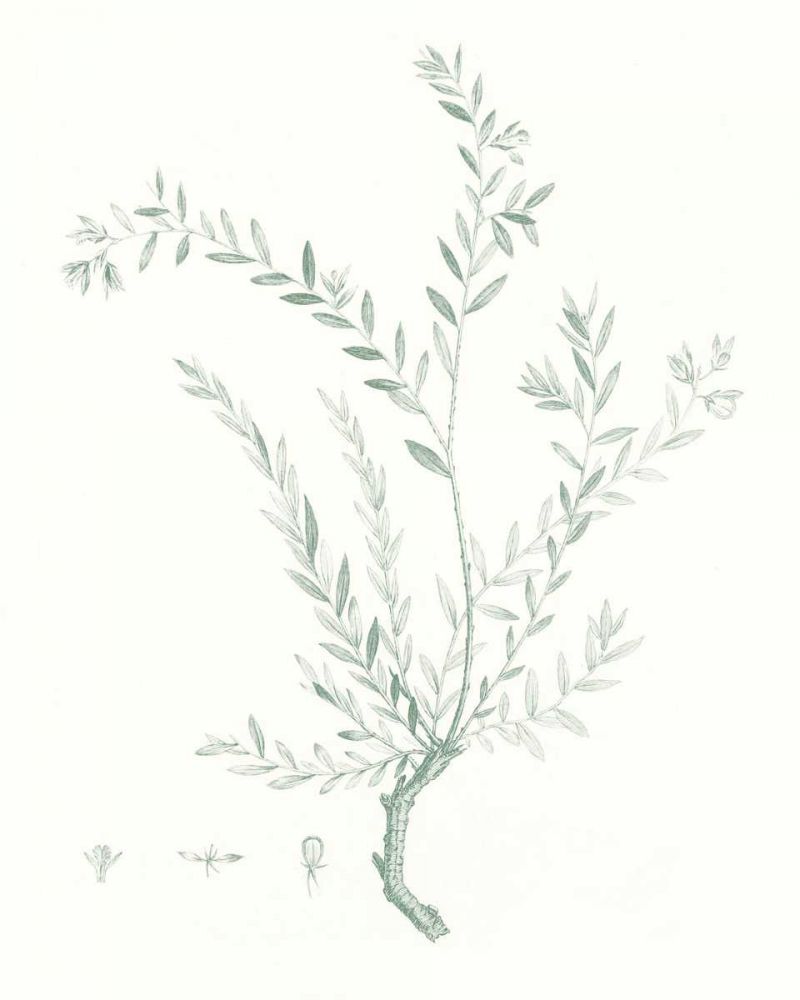 Art Print: Botanical Study in Sage VII