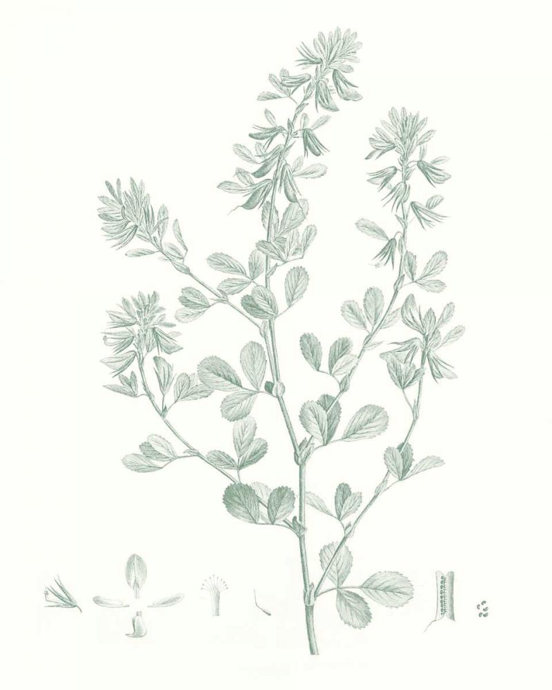 Art Print: Botanical Study in Sage VIII