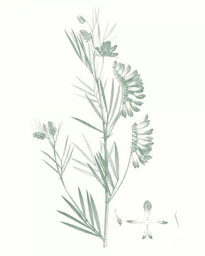 Art Print: Botanical Study in Sage IX