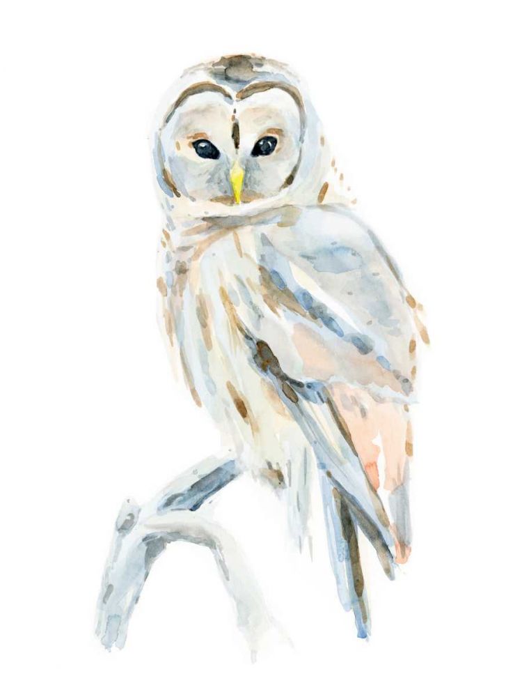 Art Print: Arctic Owl II