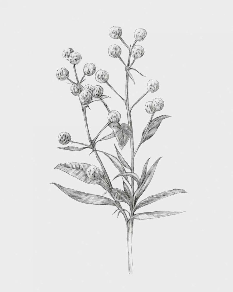Art Print: Wild Stem I