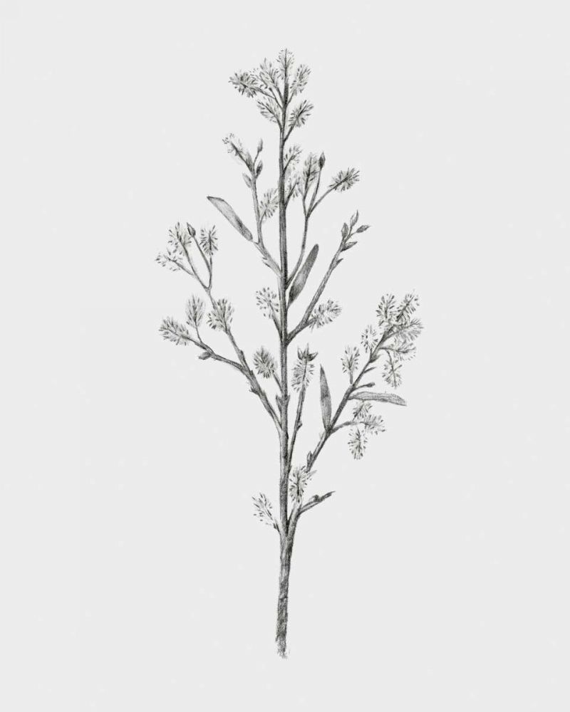 Art Print: Wild Stem II