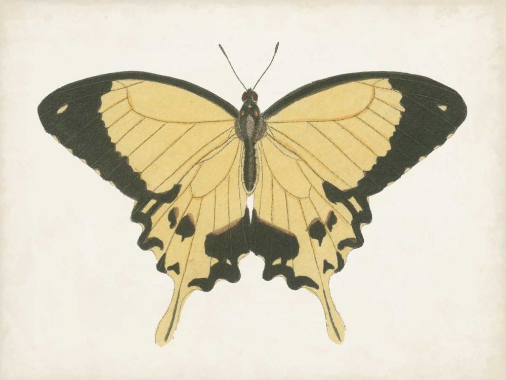 Wall Art Painting id:328611, Name: Beautiful Butterfly I, Artist: Vision Studio 