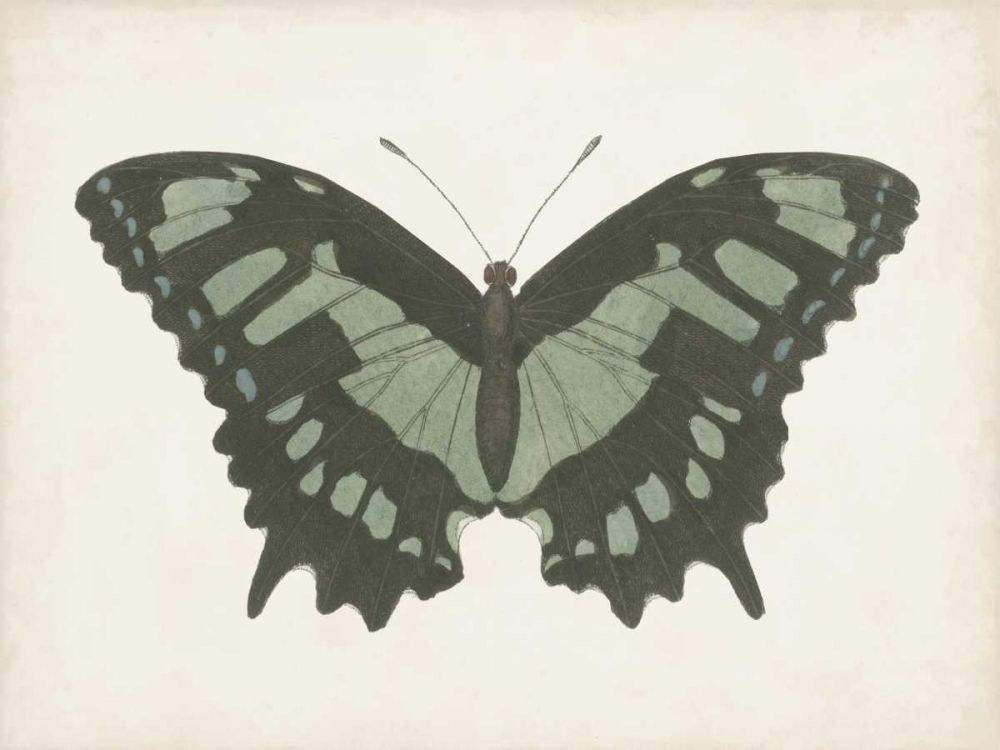 Wall Art Painting id:328612, Name: Beautiful Butterfly II, Artist: Vision Studio 