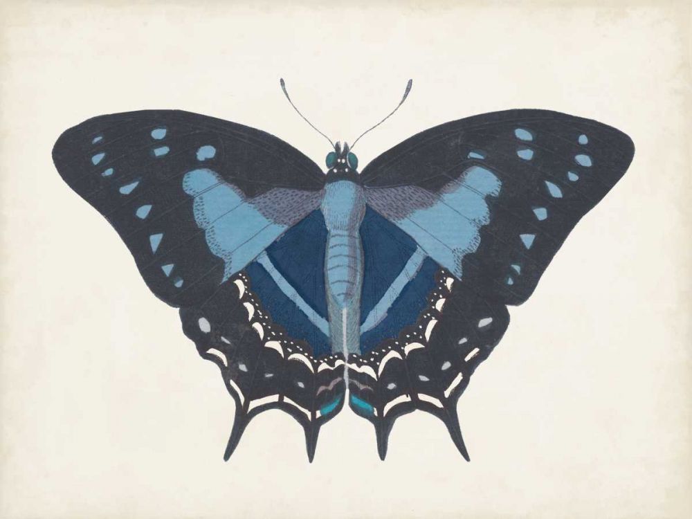 Wall Art Painting id:328613, Name: Beautiful Butterfly III, Artist: Vision Studio 