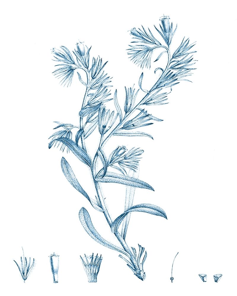 Art Print: Antique Botanical in Blue II