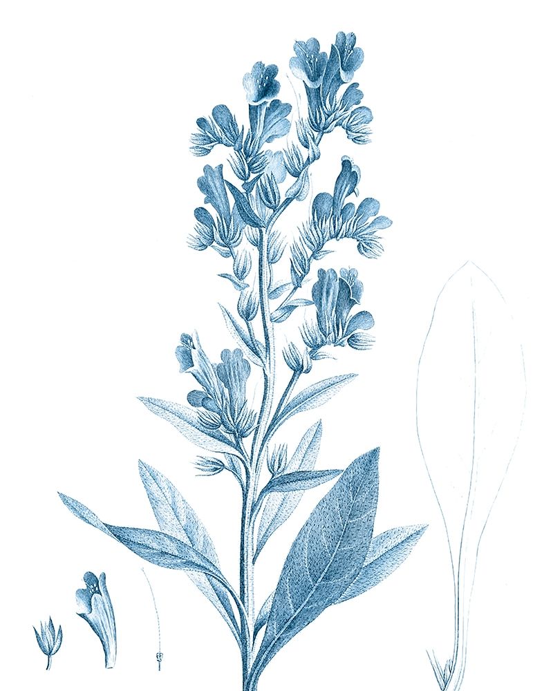 Art Print: Antique Botanical in Blue III