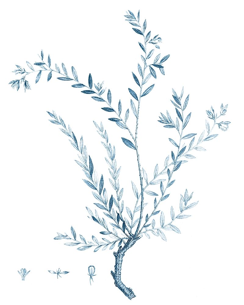Art Print: Antique Botanical in Blue VII