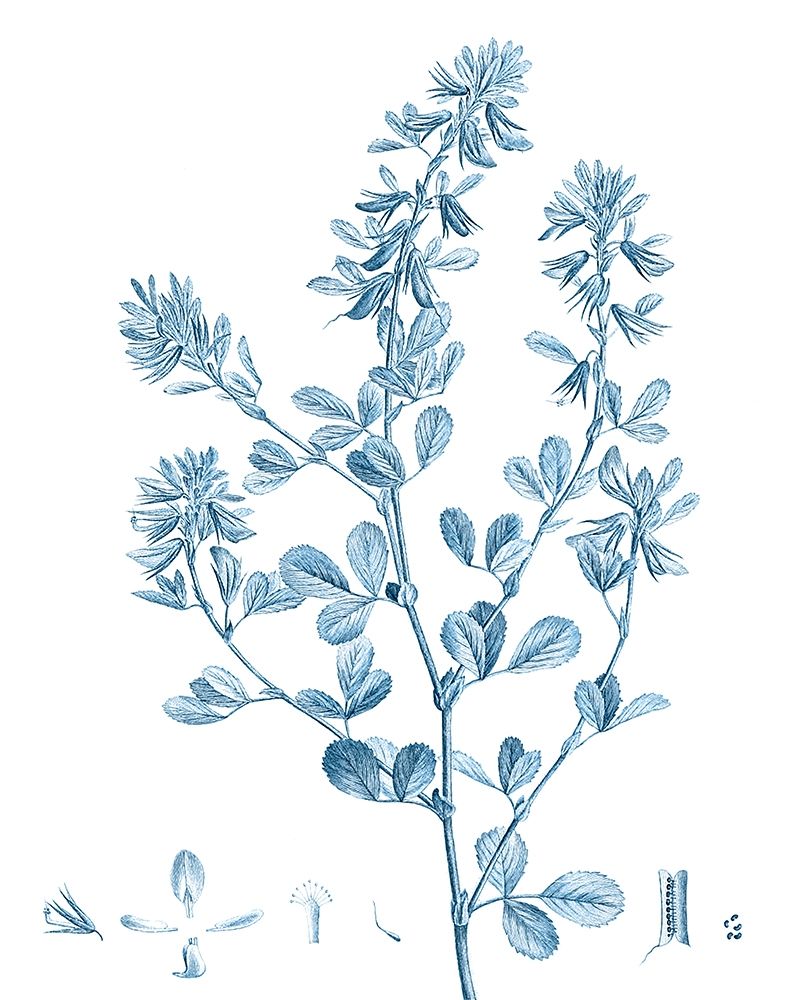 Art Print: Antique Botanical in Blue VIII