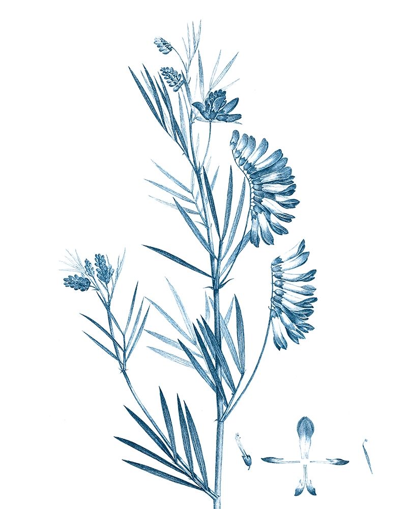 Art Print: Antique Botanical in Blue IX