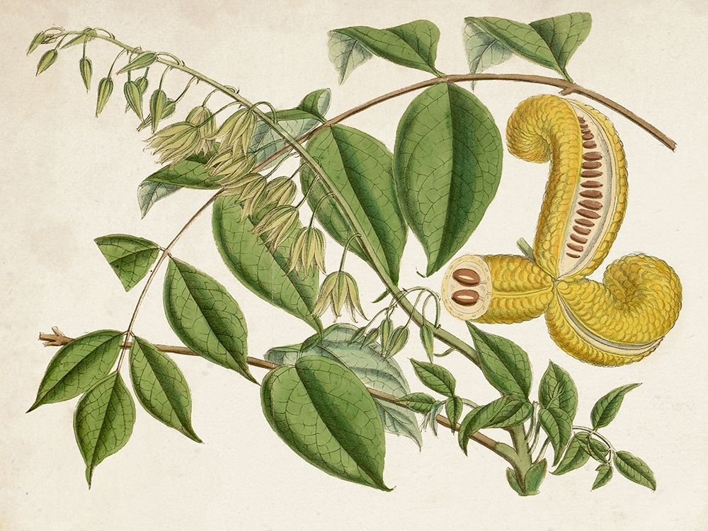 Art Print: Tropical Foliage and Fruit I