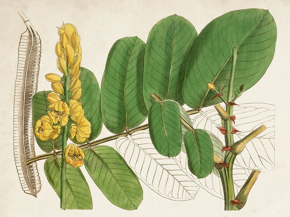 Art Print: Tropical Foliage and Fruit II