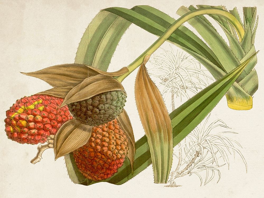 Wall Art Painting id:340152, Name: Tropical Foliage and Fruit III, Artist: Curtis 
