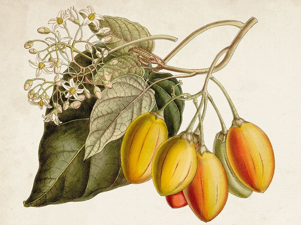 Wall Art Painting id:340153, Name: Tropical Foliage and Fruit IV, Artist: Curtis 